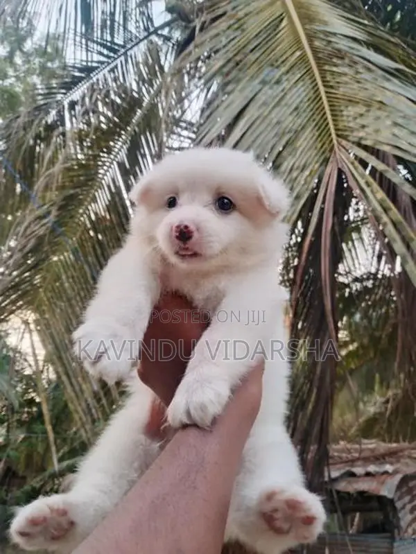 Pomeranian Puppies