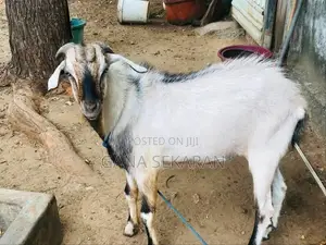 கிடா / Goat