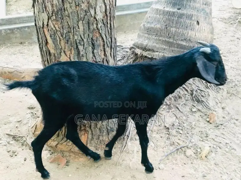 கிடா / Goat