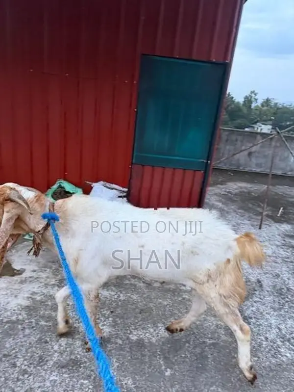 Jamunapari Goat