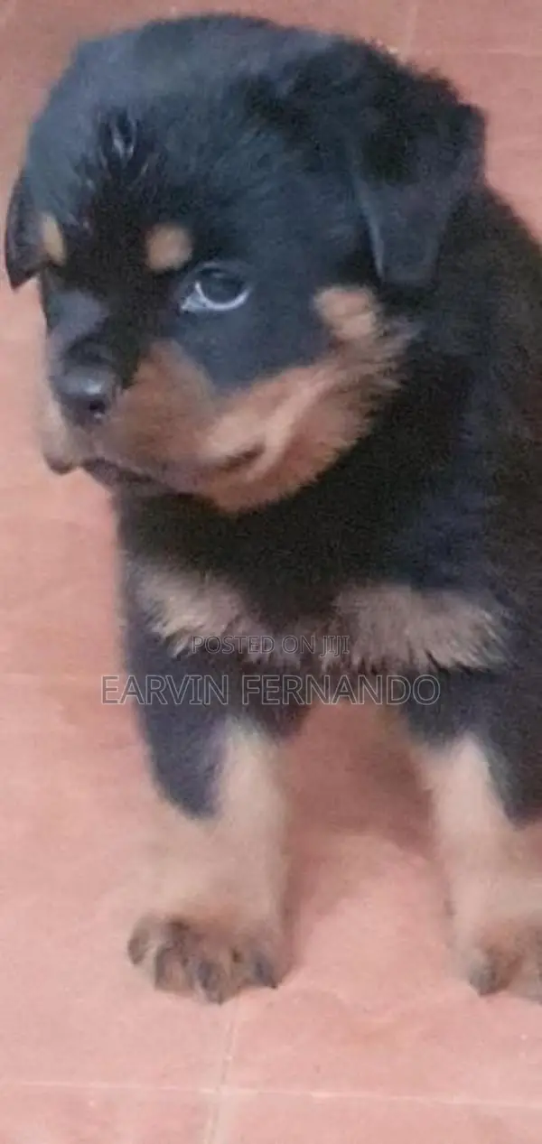 Rottweiler Puppies