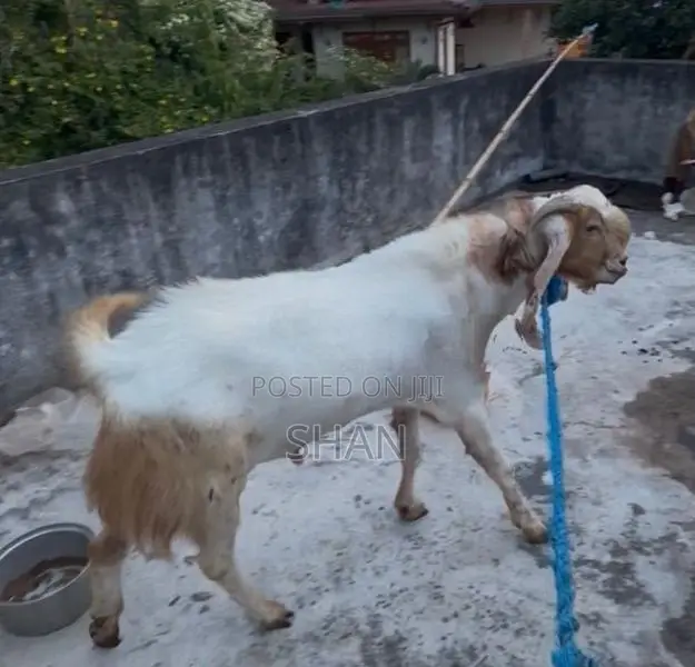 Jamunapari Goat