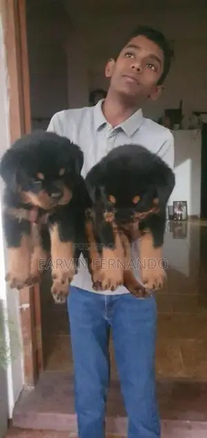 Rottweiler Puppies