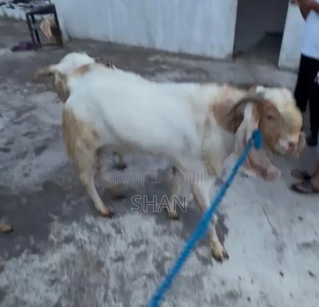 Jamunapari Goat