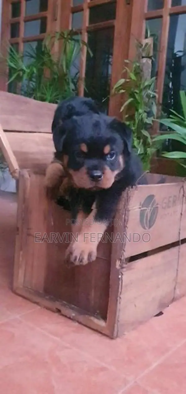 Rottweiler Puppies