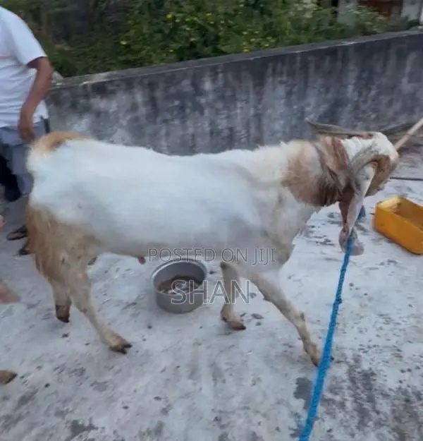 Jamunapari Goat
