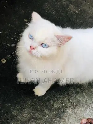 Persian Cat