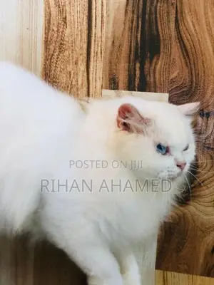 Persian Cat