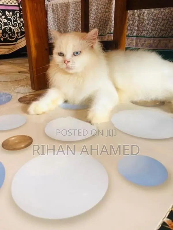 Persian Cat
