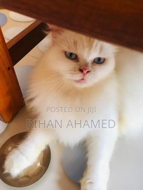 Persian Cat