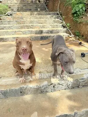 American Bully XL