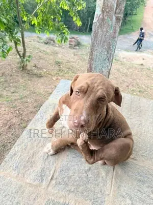 American Bully XL