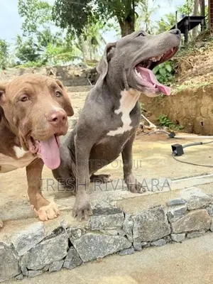 American Bully XL
