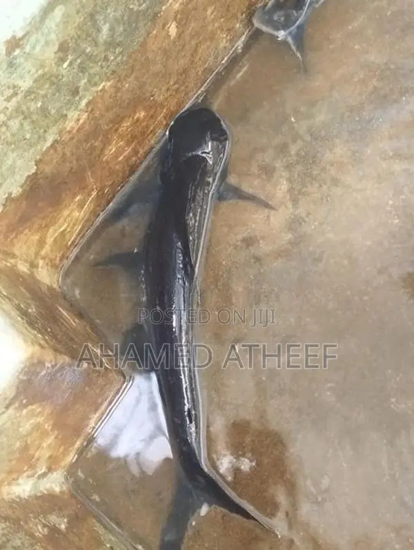 Cat Fish