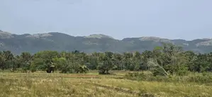 Land for Sale in Dambulla - දඹුල්ලෙන් ඉඩමක් විකිණීමට