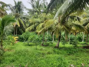 Land for Sale in Dambulla - දඹුල්ලෙන් ඉඩමක් විකිණීමට