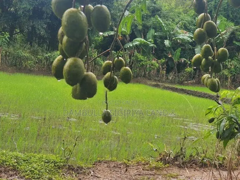 Land for Sale in Dambulla - දඹුල්ලෙන් ඉඩමක් විකිණීමට
