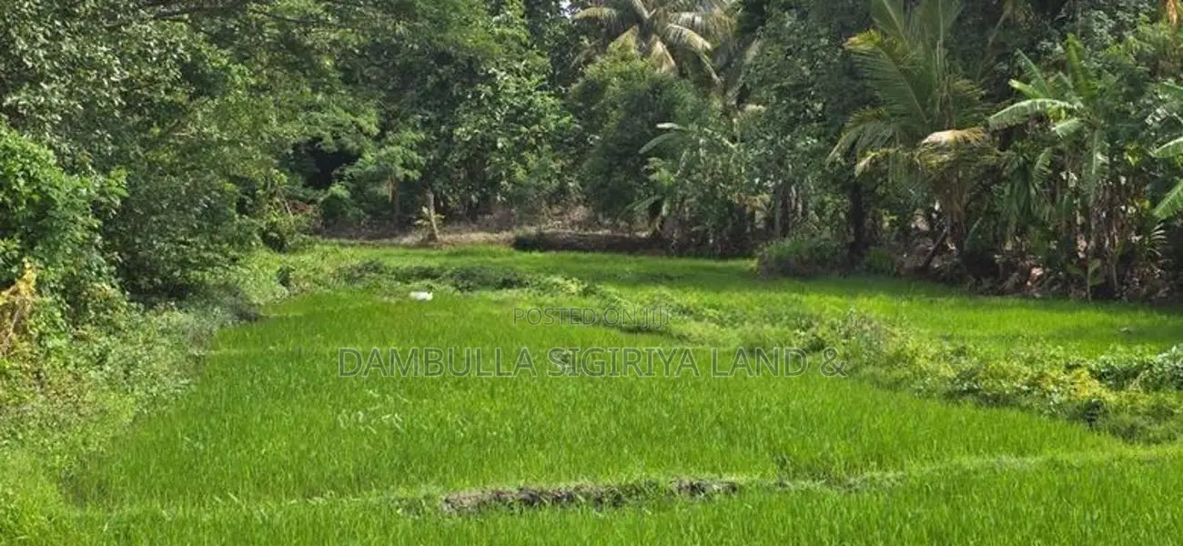 Land for Sale in Dambulla - දඹුල්ලෙන් ඉඩමක් විකිණීමට