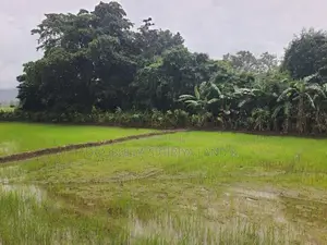 Land for Sale in Dambulla - දඹුල්ලෙන් ඉඩමක් විකිණීමට