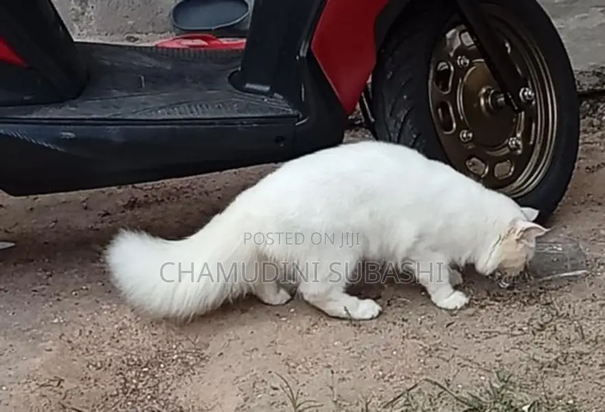 Persian Cat
