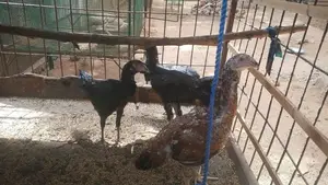 Velladiyan Rooster