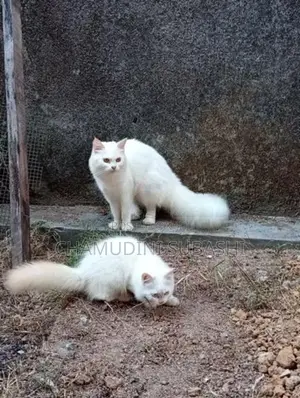 Persian Cat
