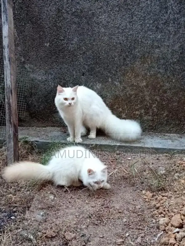 Persian Cat