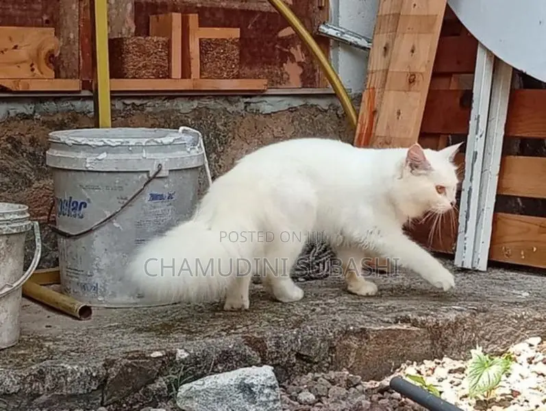 Persian Cat