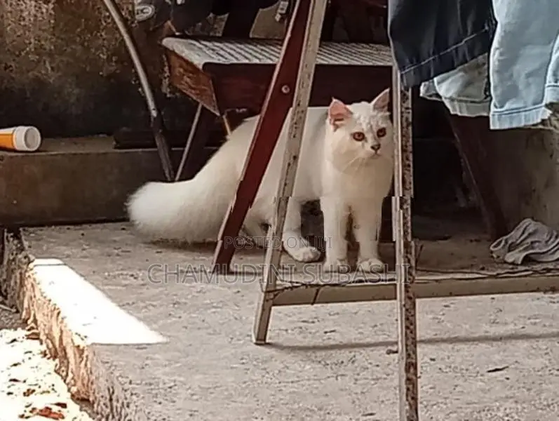 Persian Cat