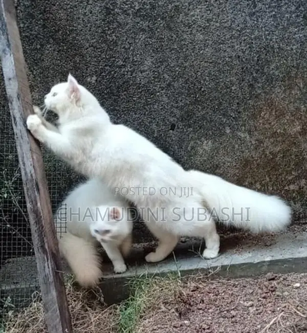 Persian Cat