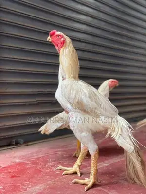 Parrot Beak Rooster