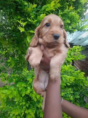 Cocker spaniel puppies