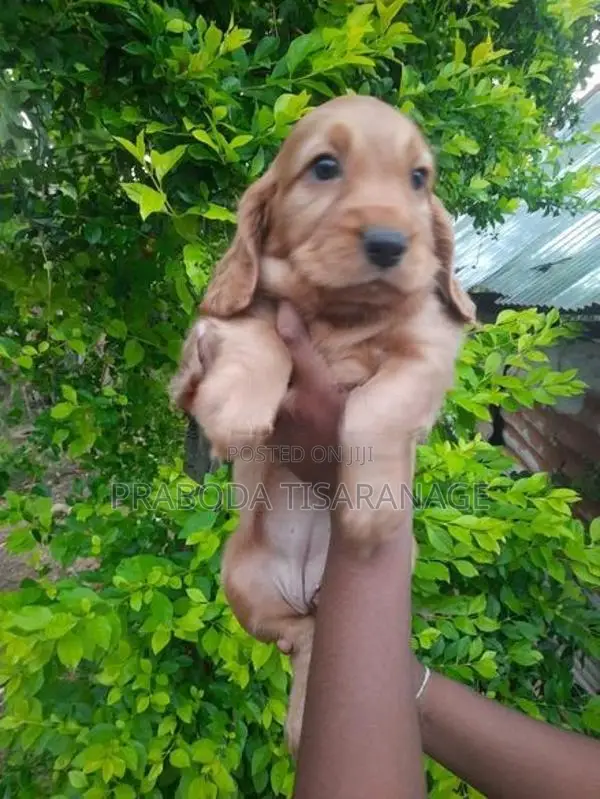 Cocker spaniel puppies