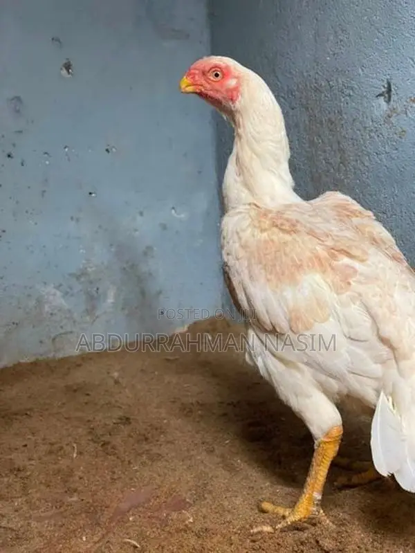 Parrot Beak Rooster