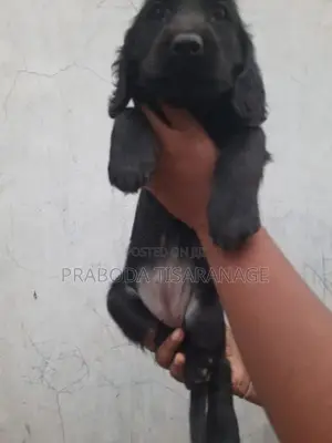 Cocker spaniel puppies