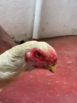 Parrot Beak Rooster