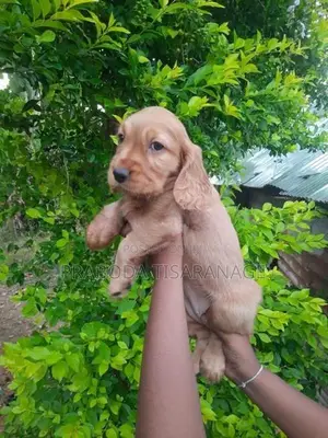 Cocker spaniel puppies