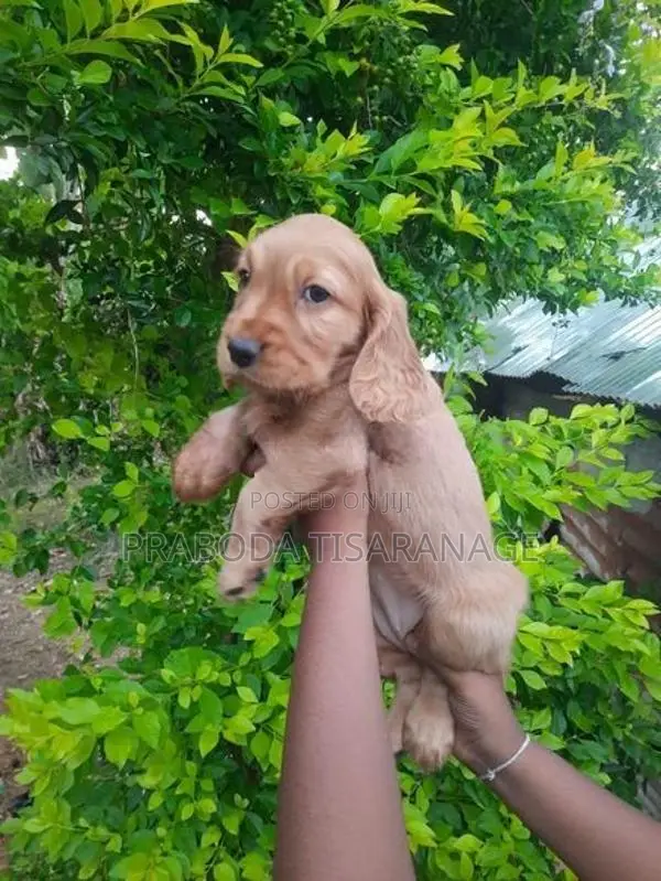 Cocker spaniel puppies