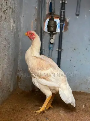 Parrot Beak Rooster
