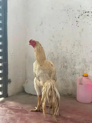 Parrot Beak Rooster