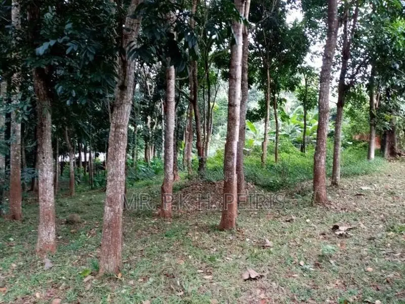 80 Perch Land for Sale in Matale