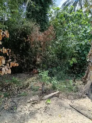 Valuable Land for Sale in Hiriketiya