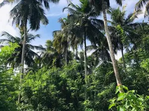 ඔප්පුඉඩම විකිණීමට මුතුකන්ඩිය