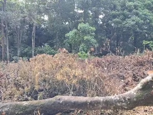 Prime Residential Land for Sale – Digana, Near Victoria Golf Resort