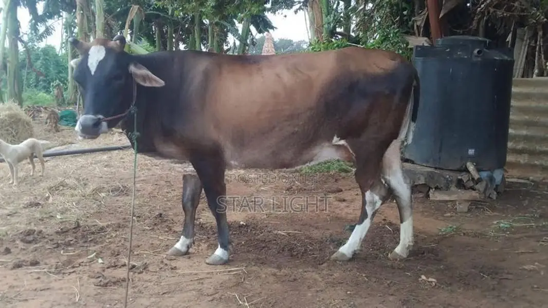 Farm Cows