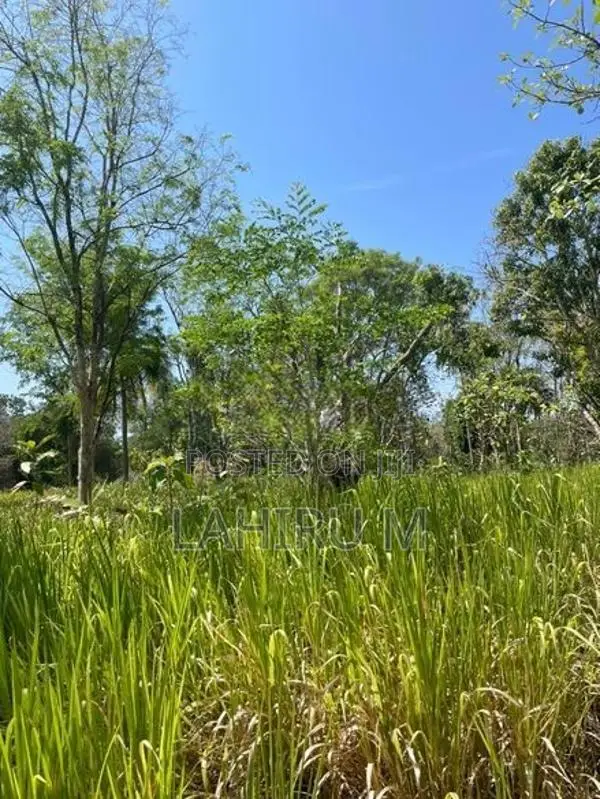 අගනා බිම් කොටසක් ඇතිමලේ