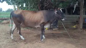 Farm Cows