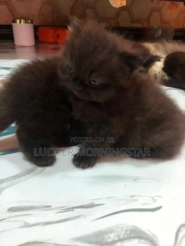 Persian Kittens