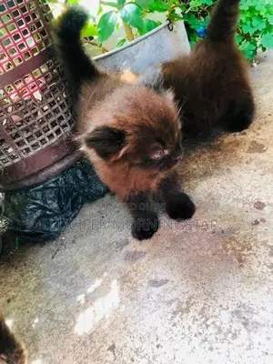 Persian Kittens
