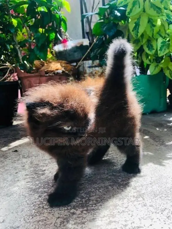 Persian Kittens